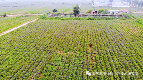 雙招雙引共建科研基地，中藥康養促進鄉村振興