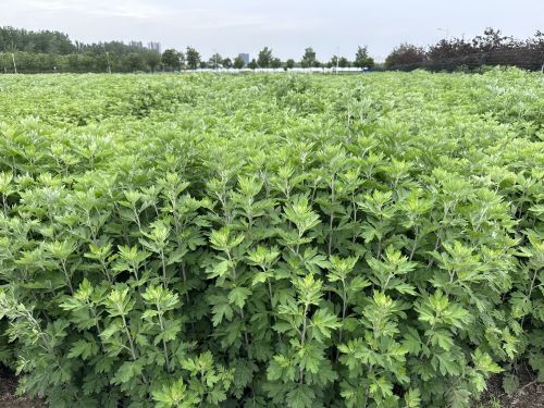 強化科技支撐，從源頭提升中藥材質量——河南省農科院中藥材研究所技術咨詢服務探索