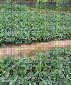 甜查理草莓苗種植技術與中草藥科技咨詢在鎮江的應用前景