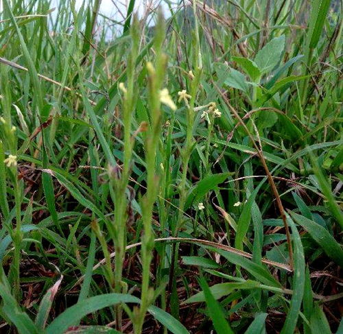 疳積草 被忽視的鄉野寶藏，中草藥科技領域的價值重塑