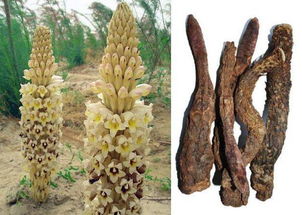 中草藥科技領域技術咨詢 定義、范疇與價值解析