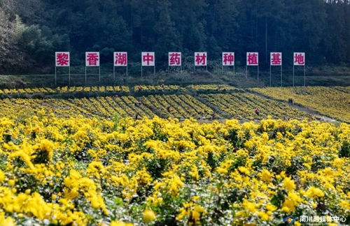 點草成金，融智興業(yè)——看南川中醫(yī)藥科技新生與產(chǎn)業(yè)蝶變