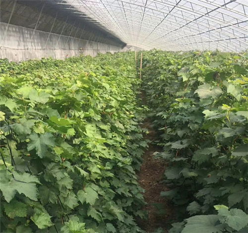 鐵嶺巨峰葡萄苗栽培技術(shù)與中草藥科技融合——豐華種苗售后技術(shù)指導(dǎo)與在線咨詢的價值