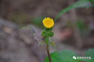 摸清中藥資源家底，深入發掘中藥精華 中草藥科技領域技術咨詢的使命與路徑