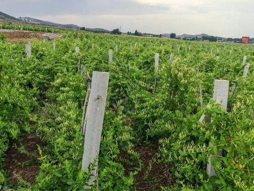 新年豪言振遠安 金銀花開富萬家，中草藥科技引領新征途