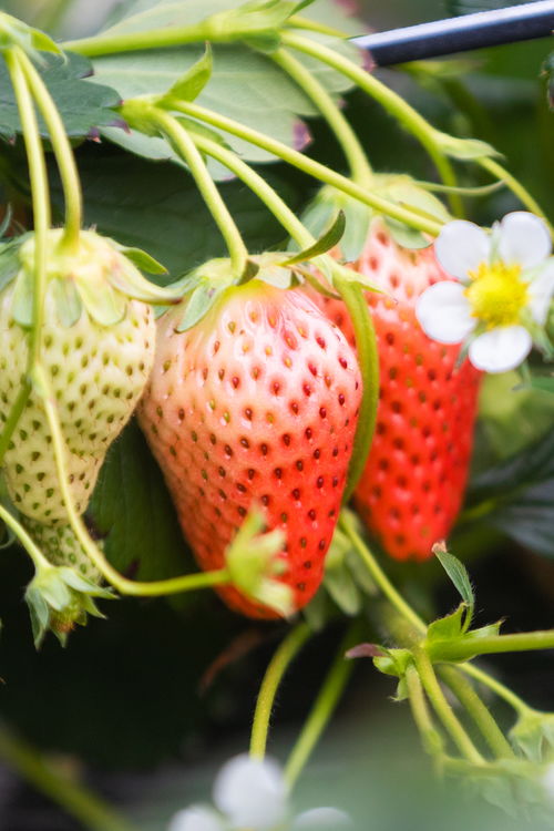 山東好景 濟南推出中草藥科技培育的“放心草莓”，引領健康飲食新風尚