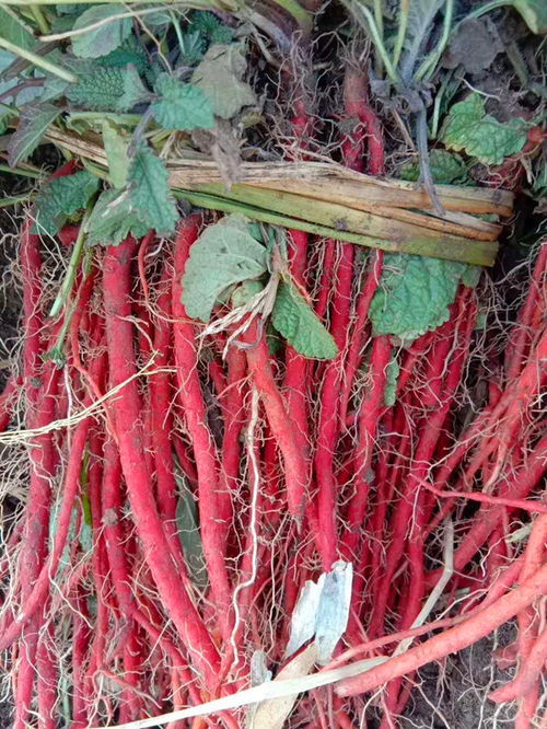 陜西丹參種植技術咨詢 亳州市楊帆中藥科技的實踐與探索